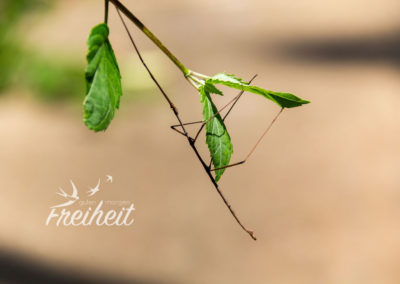 Stabschrecke - das lebende Ästchen am Blatt