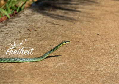 Grüne Schmuckbaumnatter - häufig vorkommend, ungiftig für uns