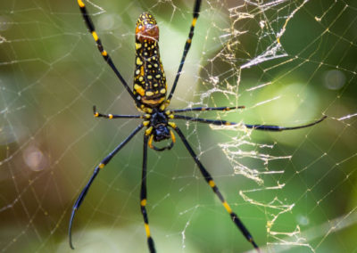 Eine Seidenspinnenart - zählt zu den Radnetzspinnen - nur Vogelspinnen sind noch größer
