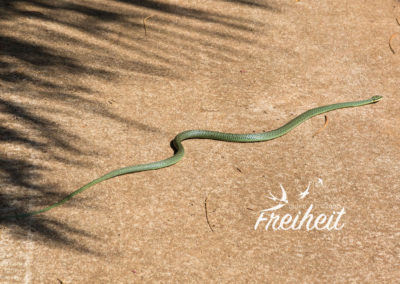 Grüne Schmuckbaumnatter - häufig vorkommend, ungiftig für uns