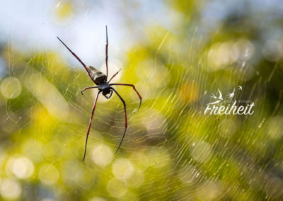 Eine Seidenspinnenart - zählt zu den Radnetzspinnen - nur Vogelspinnen sind noch größer