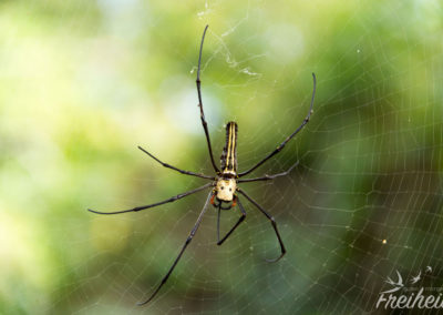 Radnetzspinne - golden glänzend