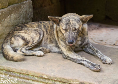 Der liegt auch lieber im Schatten