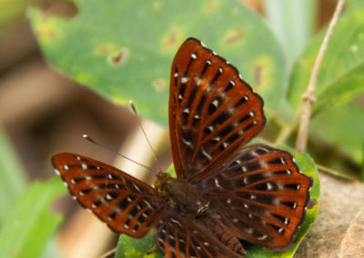 Schmetterling in Freiheit