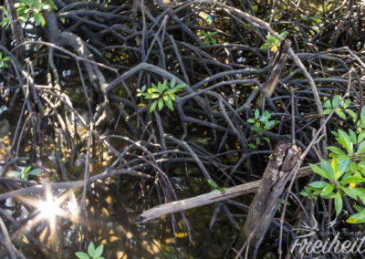 Mangrovenwurzeln