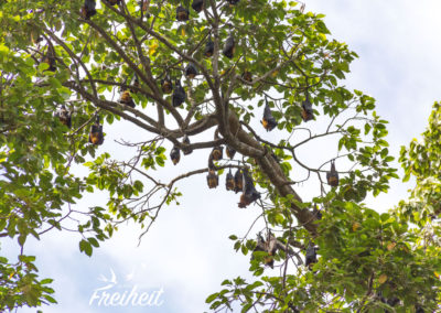Flughunde im Park. Leider in 15-20 Metern Höhe