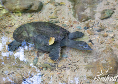 Gesichtet Nähe Klong Prao Wasserfall