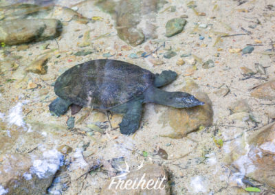 "unsere" Schildkröte