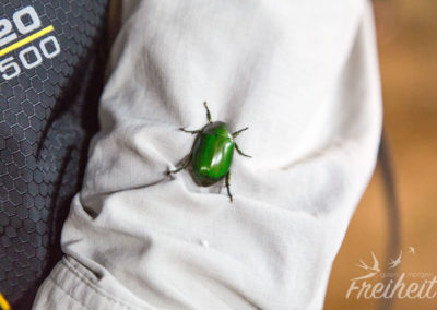 ...und diesen smaragdenen Käfer