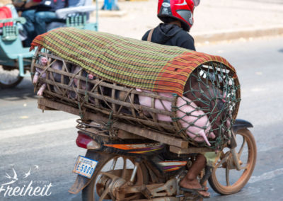 Diese Schweine haben kein Glück.