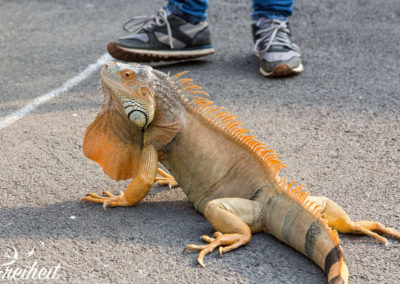 Wunderschönes Tier...