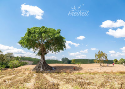 Mitten im Feld ein Riese