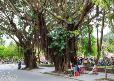 Tolle Bäume mitten am Straßenrand