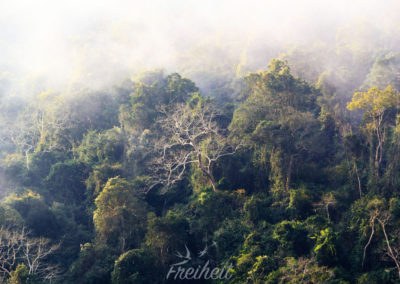 Blick in die Baumkronen