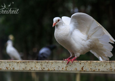 Faszinierendes Gefieder