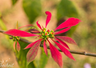 Weihnachtsstern mal in freier Wildbahn