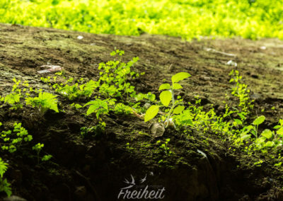 Im Eingang der Höhle wächst und leuchtet es grün