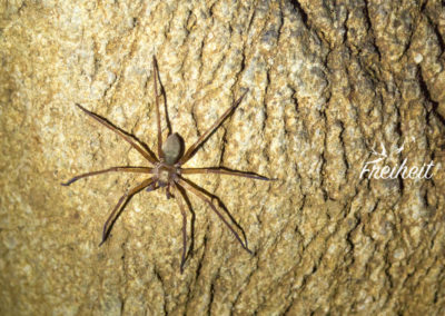 Schöne große Krabbenspinne in der Höhle