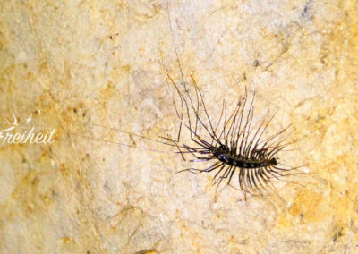 Höhlenbewohner Thereuopoda Longicornis, groß und schnell