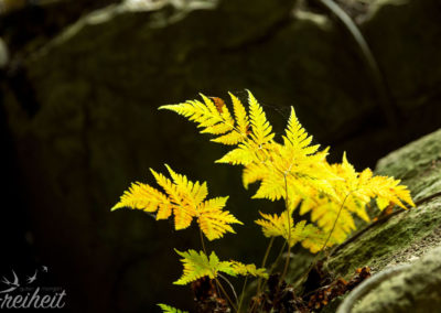 Sonnenstrahlen treffen den Farn im Höhleneingang