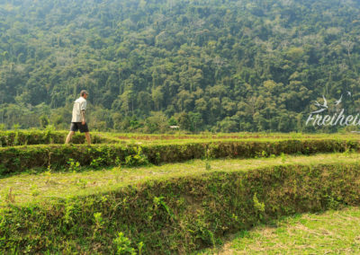 Inmitten von brachliegenden Reisfeldern