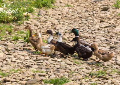 Freilaufende Enten