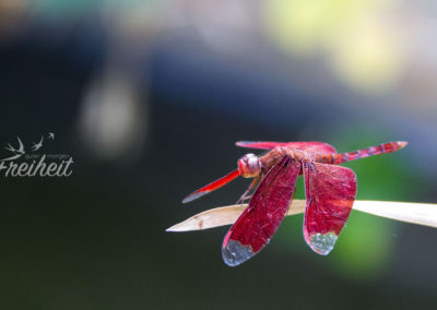 Voll schöne Libelle :)