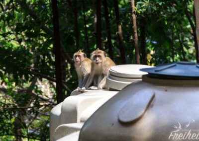 Affen auf Wassertanks