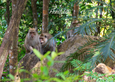 Diese drei schauen zu einem bellenden Hund rüber, der sie verjagen soll