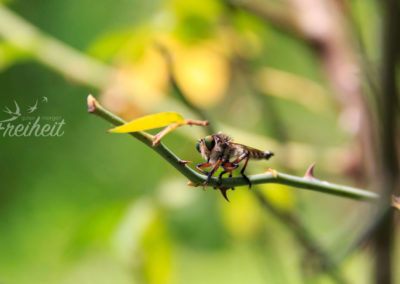 Libelle oder Käfer?