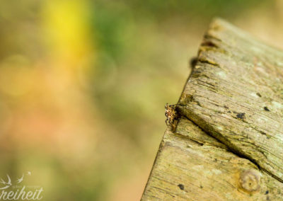 Super kleine süße Spinne