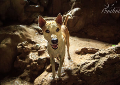 Krabbenhöhle - süßer Hund am Eingang