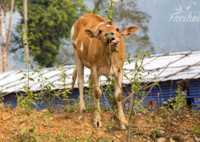 Konkurrenz für Gene Simmons Zunge