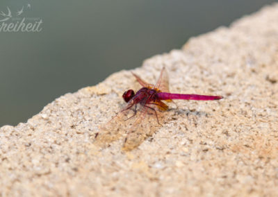 ..pinkfarbene Libellen..