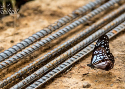 ..und hübsche Schmetterlinge