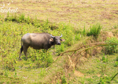 Wasserbüffel