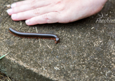Tausendfüßler - daneben Nadines Hand