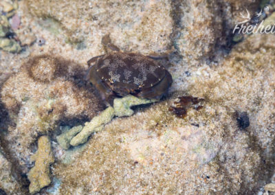 Krebs im Flachwasser