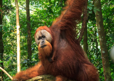 Noch eine Spur beeindruckender ist das männliche Orang Utan