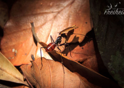 Ameisen fast so groß wie Nadines kleiner Finger