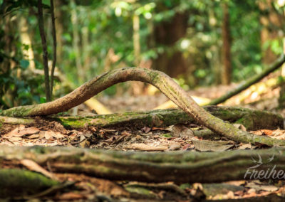Wurzel- und Lianenwerk können fiese Stolperfallen sein ;-)