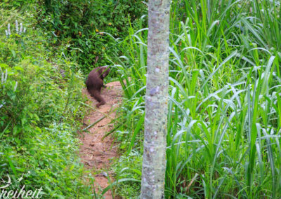 Ein rotbrauner Mungo - ein Raubtier, dass tagaktiv ist und oft in Sri Lanka vorkommt.