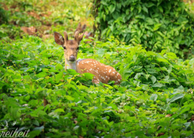 Zum Glück werden die Hirsche hier nicht geschossen.