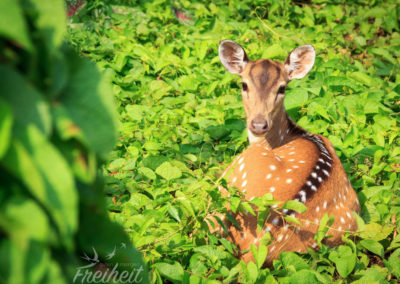 Was für hübsche Augen :)