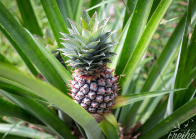 Ja, so wächst Ananas - nur eine pro Strauch