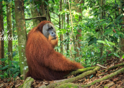 Bis zu 90kg kann das Männchen werden