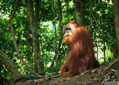 So traurig sein Blick, so traurig die Zukunft seiner Art