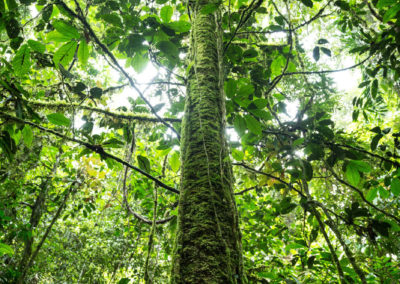 Komplett moosbewachsener Stamm