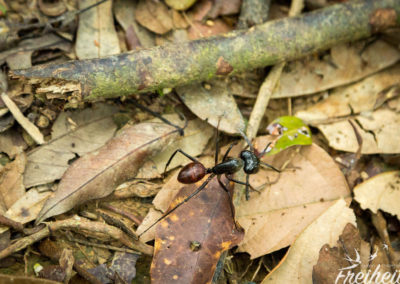 Ameisen fast so groß wie Nadines kleiner Finger