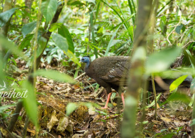 Great Argus - Argusfasan - besitzt wie ein Pfau Augenfedern